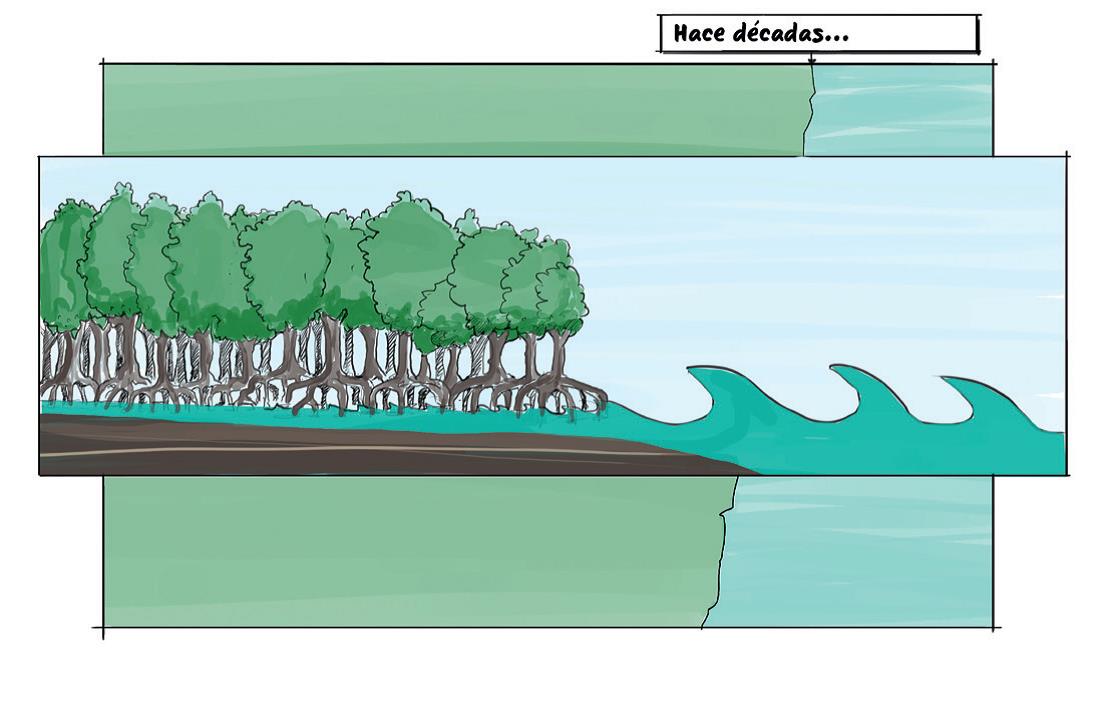 Los manglares absorbe la energía tanto de las olas, como de los vientos. Wetlands International 2013